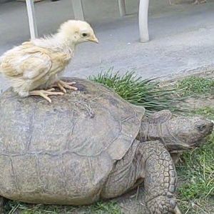 Meet your Posher, Dawn